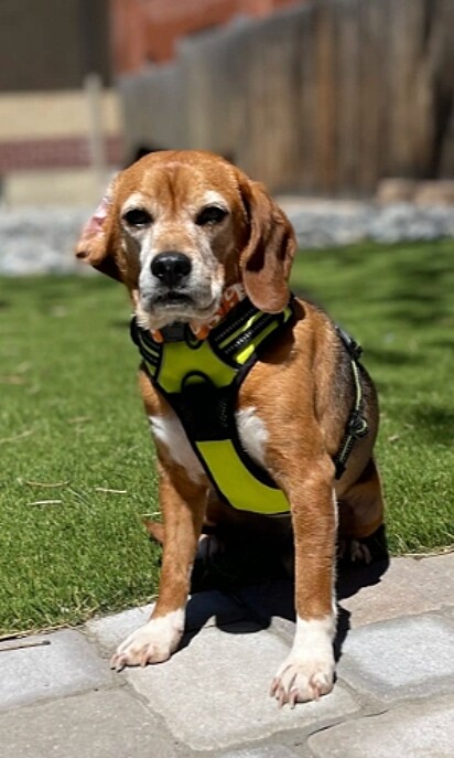 Barkley levou dois meses para aprender a usar coleira.