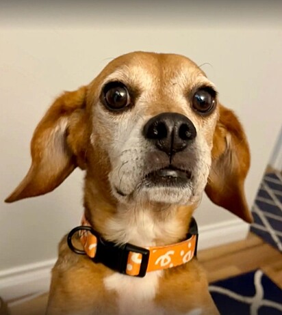 O cachorro da raça beagle era usado em testes de laboratório.