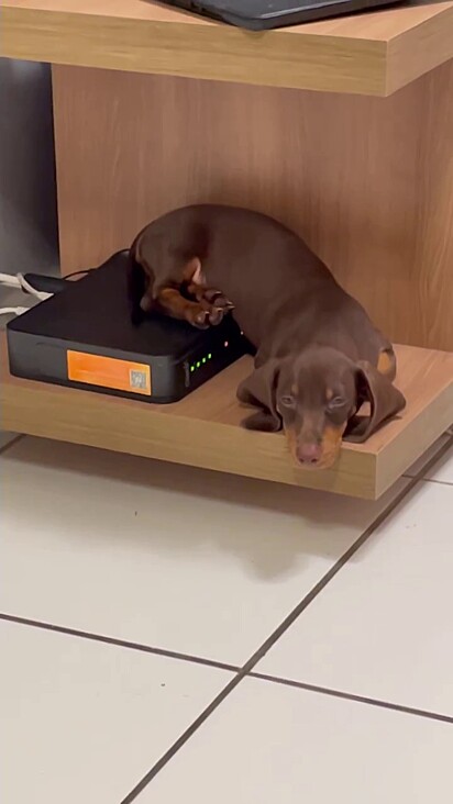 Desde filhote, o cachorro salsicha adorava dormir perto do roteador de internet.