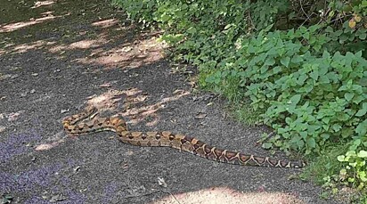 A jiboia estava imóvel no meio do caminho.