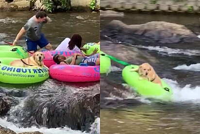 O cachorro tentou manter a calma durante o trajeto.