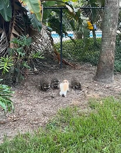 A cachorrinha chihuahua fazendo amizade com os guaxinins.