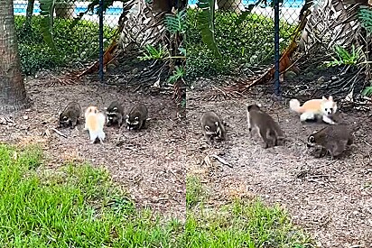Chihuahua super sociável vê três guaxinins bebês no quintal e imediatamente tenta fazer amizade com eles.