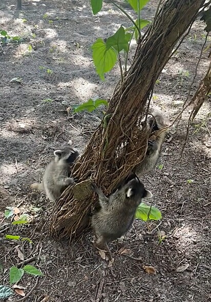 Os guaxinins brincando no quintal da Jules.