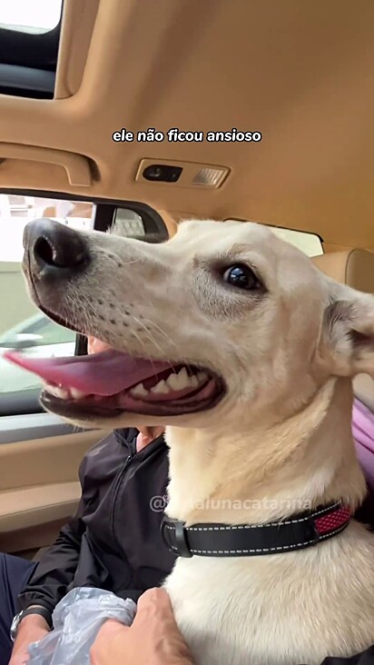 O cão ficou animado na BMW.