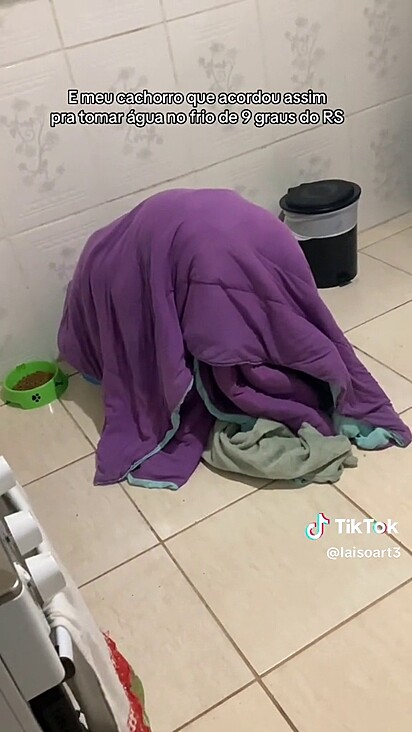 O cachorro tomando água no frio: com as cobertas nas costas.