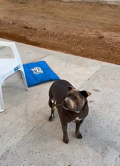 O beija-flor se aproximou dos pitbulls para interagir com eles.