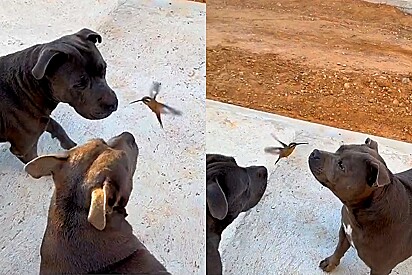 Beija-flor se aproxima de dois cães da raça pitbull - o que acontece a seguir deixa web impressionada.