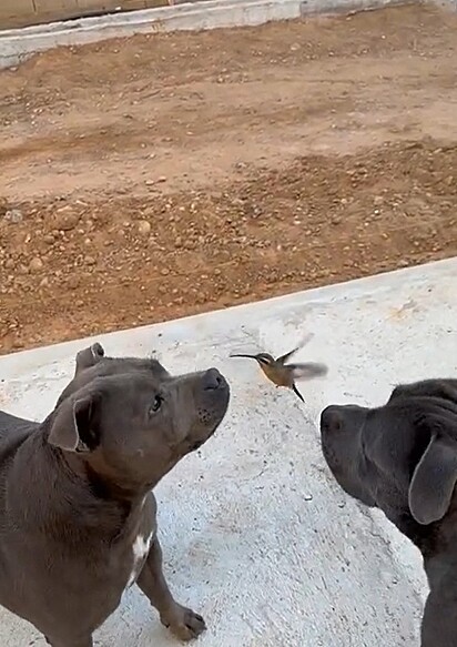 Os cães observando o beija-flor.