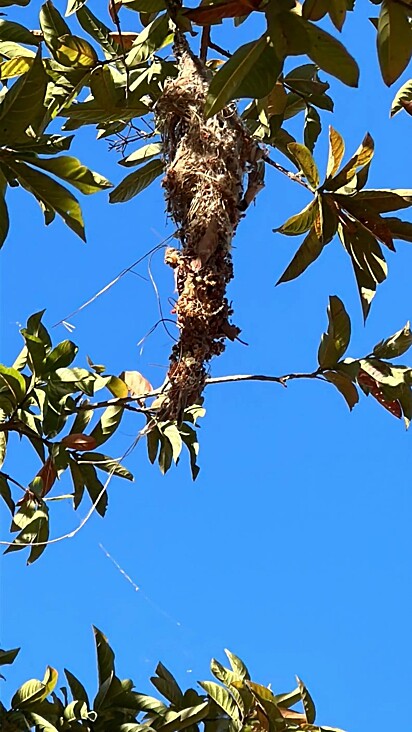 Ninho que o beija-flor construiu no quintal.