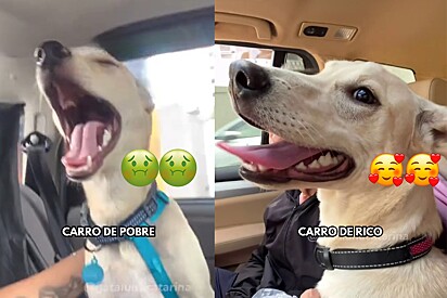 O cachorro José Plínio não gosta de andar em carros nacionais.
