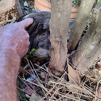 A ave foi atendida pela equipe do santuário de animais FreeMe Wildlife.