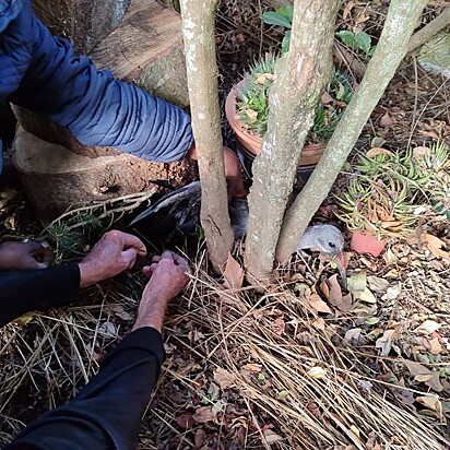 Após alguns dias em observação, a ave foi devolvida à natureza.