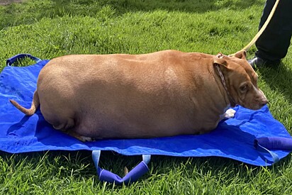 O cachorro com obesidade mórbida, Nuggi, pesava 53,7 quilos.