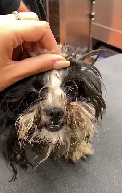 Panda aparentava ser um cão idoso. 