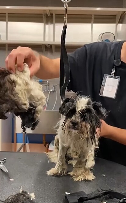 Mario mostrando a quantia de pelos que retirou do cão.