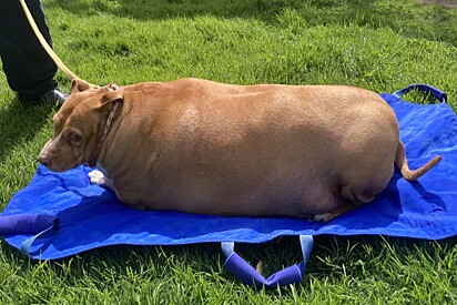Cachorro com obesidade mórbida impressiona funcionários de abrigo: Um dos mais obesos que já vimos