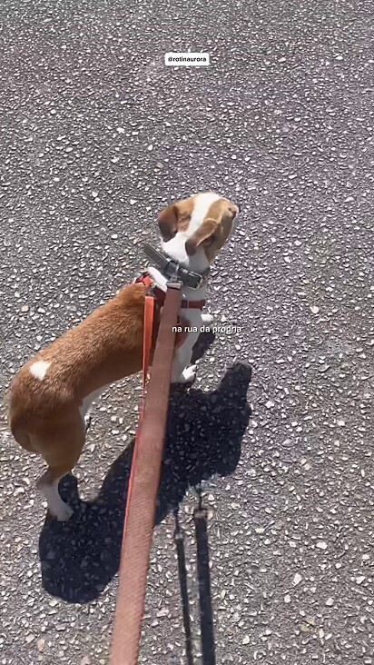 A cachorrinha está aprendendo a andar na rua movimentada.