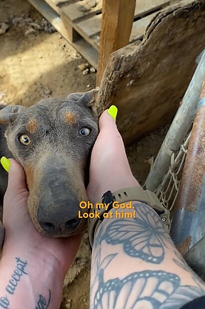 Mesmo naquelas condições, ele ainda se mostrou um cão dócil. 