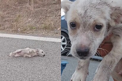 Motorista se depara com pequena bola de pelos que não se movia na estrada e decide tomar atitude.