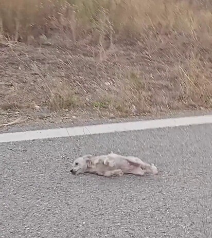 A cachorrinha foi encontrada imóvel na estrada.