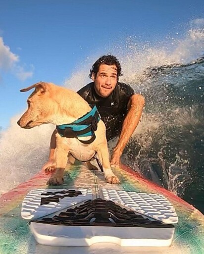 O caramelo fica feliz quando está na prancha surfando.