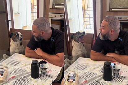 Cachorrinha inicia discussão com pai por causa de algo tão pequeno.