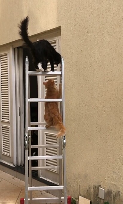 O pretinho e o laranja, os mais atentados da casa. 