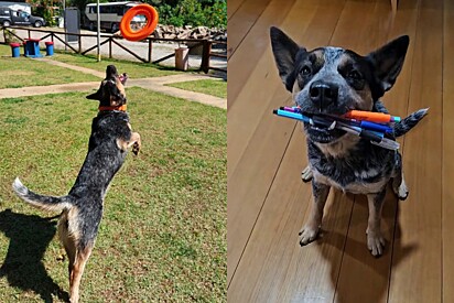 A adestradora encontrou sua vocação quando ganhou o primeiro cão e se apaixonou pelo comportamento animal.