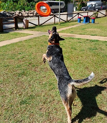 A cachorrinha tem muita energia e o adestramento ajuda.