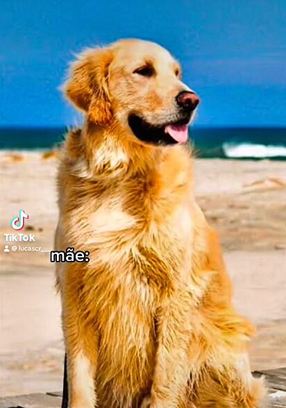 A mãe de Connan é uma golden retriever.