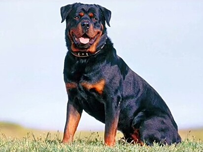 O pai de Connan é um Rottweiler.