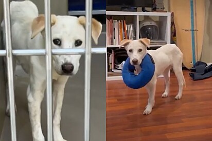 Cachorro que não conseguia confiar em humanos muda completamente após conhecer a pessoa certa