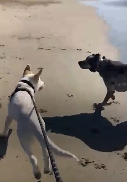 Em dois meses o labrador se tornou um filhote alegre. 