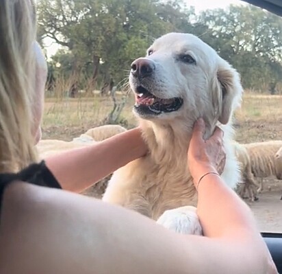 O cão sorrindo após receber palavras gentis.