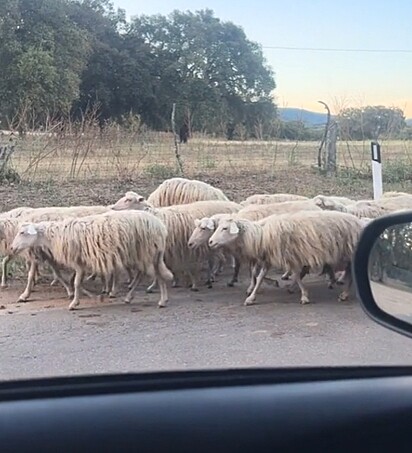 Maria foi surpreendida por um rebanho.