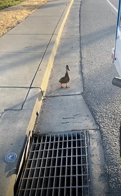 A mamãe pata estava de guarda ao lado de um bueiro.