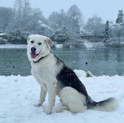 Goberiano. Como um husky, ele ama brincar na neve.