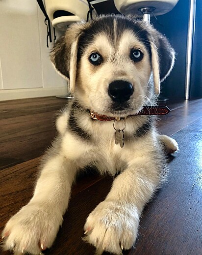 Filhote de cachorro goberiano. Byron quando filhote.