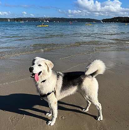 Como um golden retriever, ele ama brincar na água.