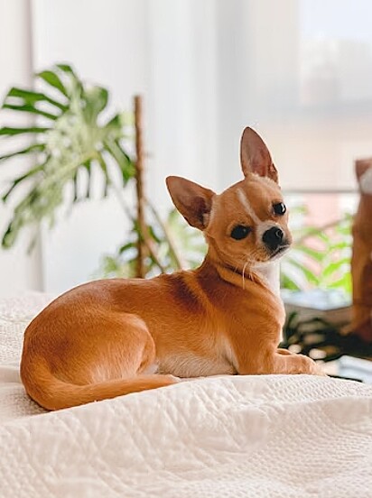 Bud é uma cachorrinha invocada de acordo com internautas.