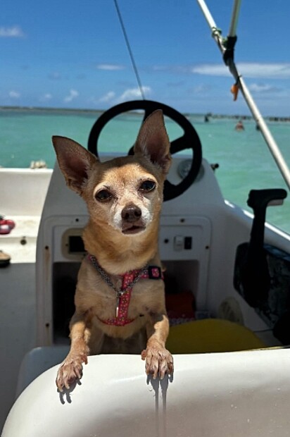 A cachorrinha não parece preocupada na foto.