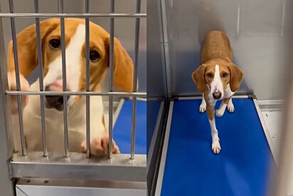 Cachorrinha triste não consegue entender por que está de volta a abrigo pela terceira vez