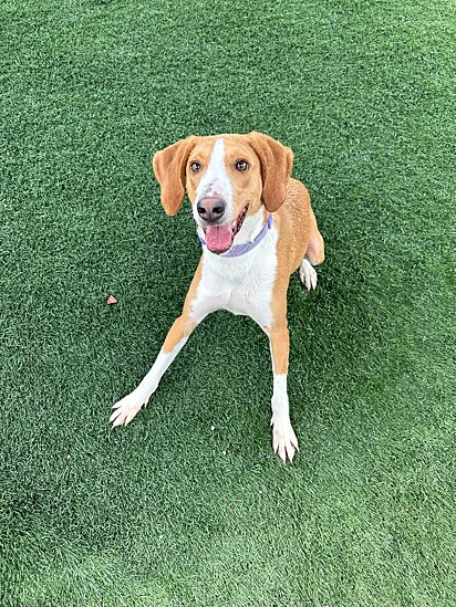 Cindy, uma mistura de hound de aproximadamente um ano de idade.