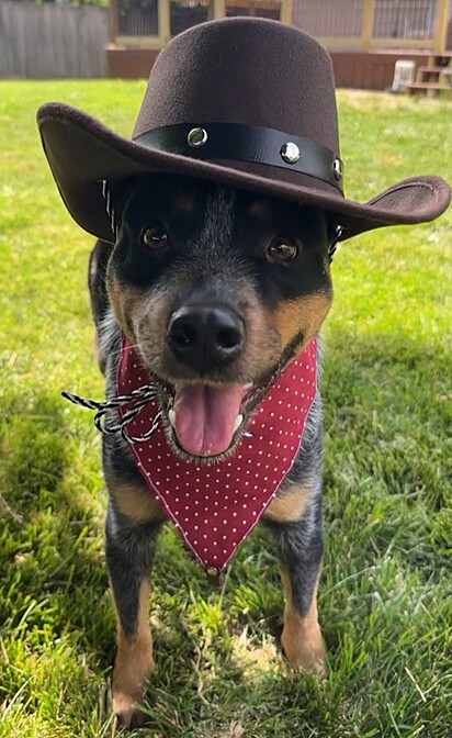 Cachorro com fantasia de boiadeira. Billy vestida de boiadeira. 