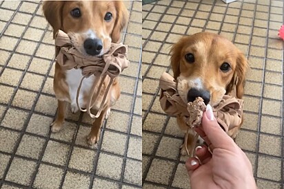 Tutora leva a pior ao tentar negociar com vira-lata caramelo para pegar de volta seu top.