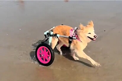 Cão idoso de cadeira de rodas visita a praia, não contém a alegria e se transforma em um filhote novamente