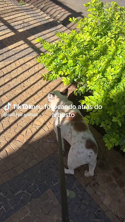 O cachorrinha não tomou partida e preferiu ficar afastado.