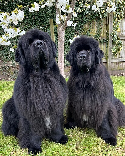 Os cães Lily e Winston da raça Terra-nova.