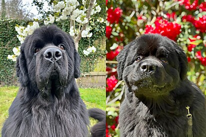 Cachorro gigante de 60 kg impressiona web por sua beleza; que raça é essa?